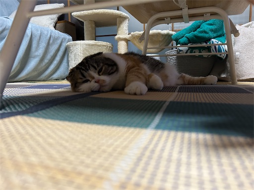 f:id:hazakura60:20240815184933j:image