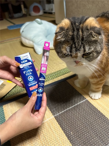 f:id:hazakura60:20240901201205j:image