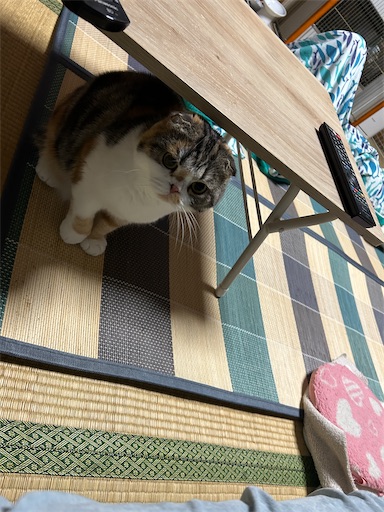 f:id:hazakura60:20240915205301j:image