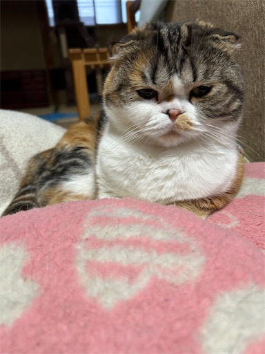 f:id:hazakura60:20240920184237j:image