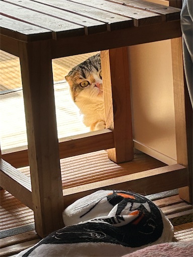 f:id:hazakura60:20240924180837j:image f:id:hazakura60:20240924180837j:image