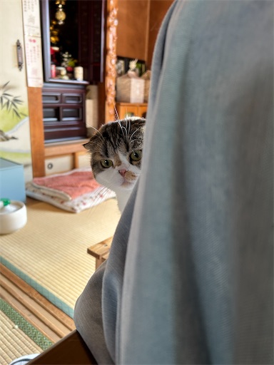 f:id:hazakura60:20240924180908j:image