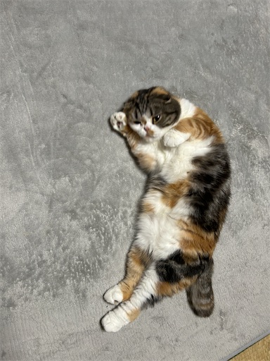 f:id:hazakura60:20240929192002j:image