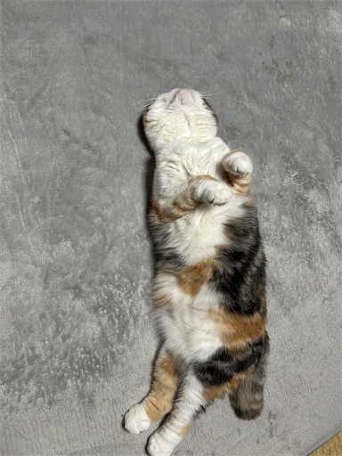 f:id:hazakura60:20240929192011j:image