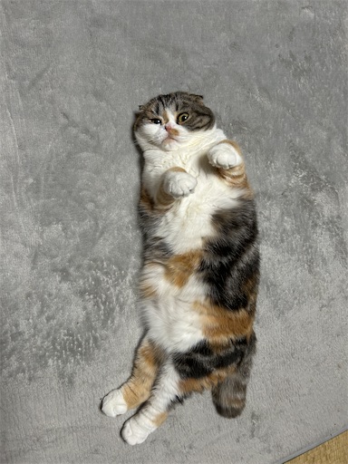 f:id:hazakura60:20240929192019j:image