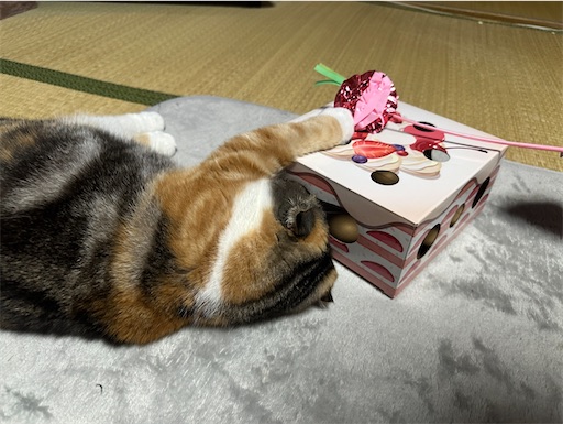 f:id:hazakura60:20241006204528j:image