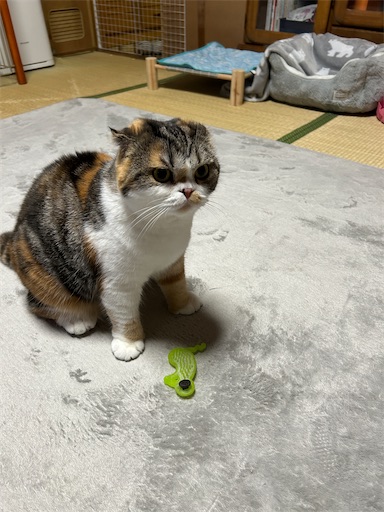 f:id:hazakura60:20241019191120j:image