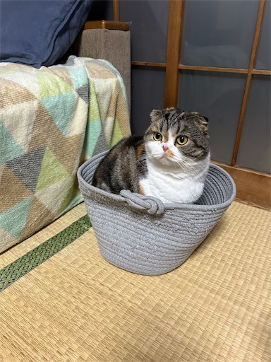 f:id:hazakura60:20241101214735j:image