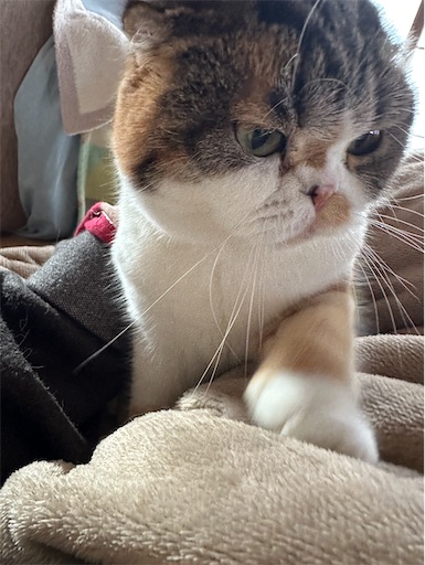 f:id:hazakura60:20250130211348j:image