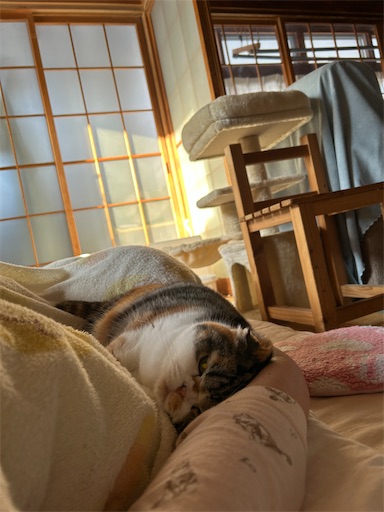 f:id:hazakura60:20250308211246j:image
