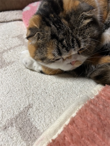 f:id:hazakura60:20250324002208j:image