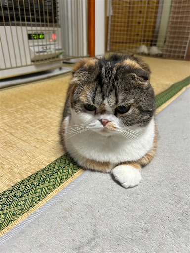 f:id:hazakura60:20250408201231j:image