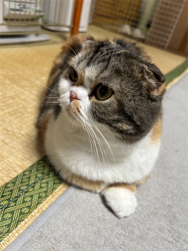 f:id:hazakura60:20250408201235j:image