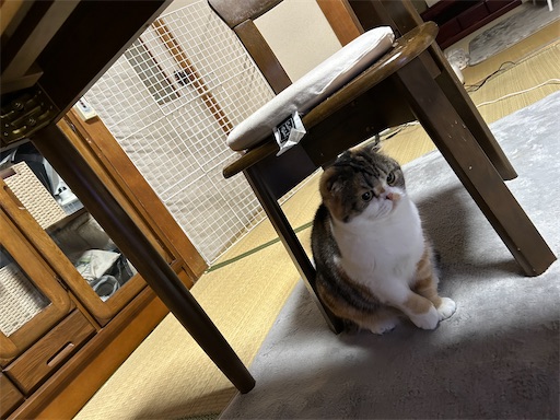 f:id:hazakura60:20250413195819j:image