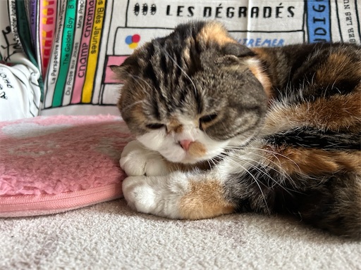 f:id:hazakura60:20250504143958j:image f:id:hazakura60:20250504143958j:image