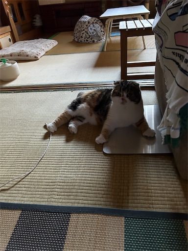 f:id:hazakura60:20250623181303j:image