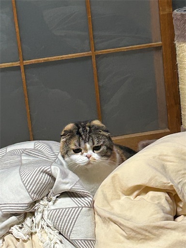 f:id:hazakura60:20250817213445j:image