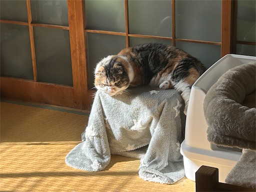 f:id:hazakura60:20250828201112j:image