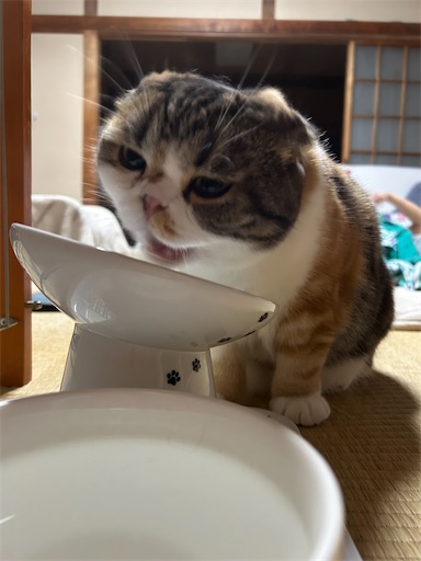 f:id:hazakura60:20250829214043j:image