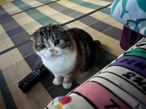 f:id:hazakura60:20250830190817j:image