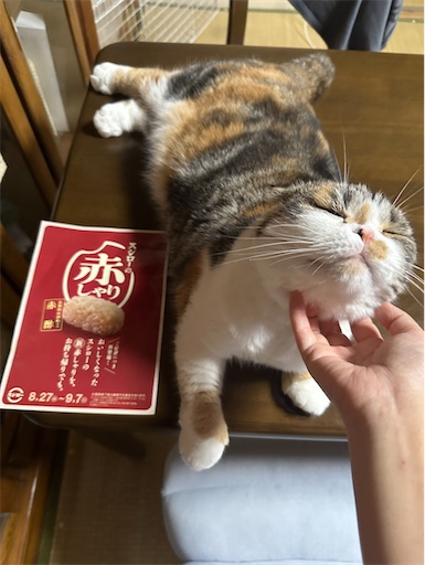 f:id:hazakura60:20250831210652j:image