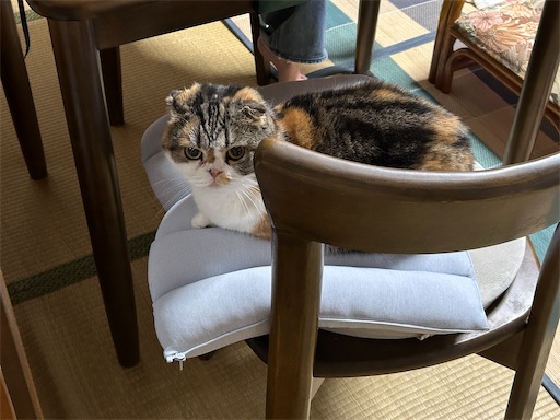 f:id:hazakura60:20251011212850j:image