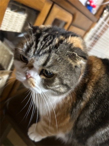 f:id:hazakura60:20251018183057j:image f:id:hazakura60:20251018183057j:image