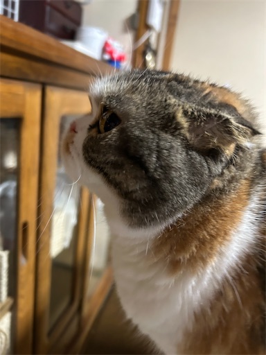 f:id:hazakura60:20251018183109j:image