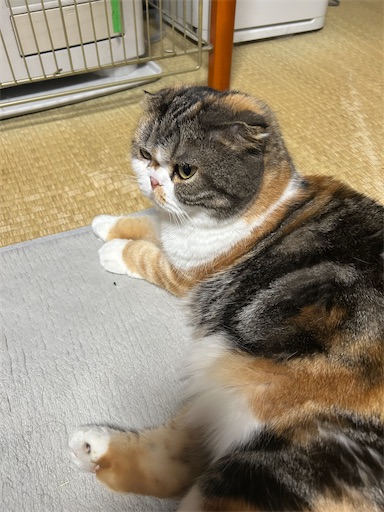 f:id:hazakura60:20251029191016j:image
