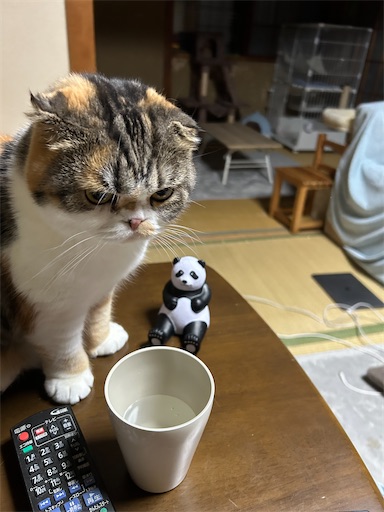 f:id:hazakura60:20251103210555j:image