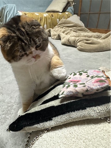 f:id:hazakura60:20251117213302j:image