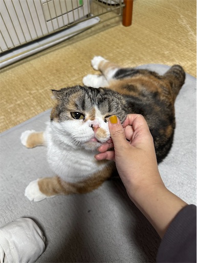 f:id:hazakura60:20251122203438j:image