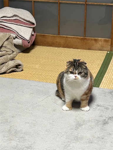 f:id:hazakura60:20251129215610j:image