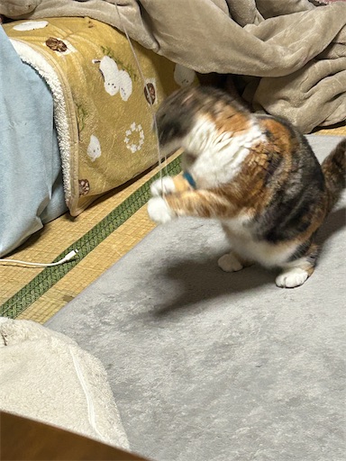 f:id:hazakura60:20251129215624j:image