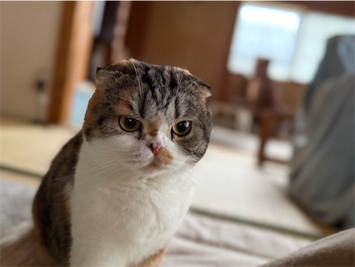 f:id:hazakura60:20260119203152j:image