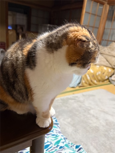 f:id:hazakura60:20260210211024j:image