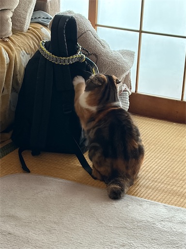 f:id:hazakura60:20260220195658j:image