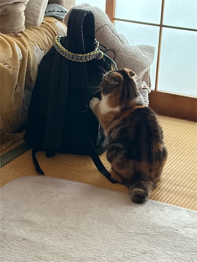 f:id:hazakura60:20260220195706j:image
