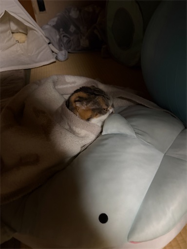 f:id:hazakura60:20260312221712j:image
