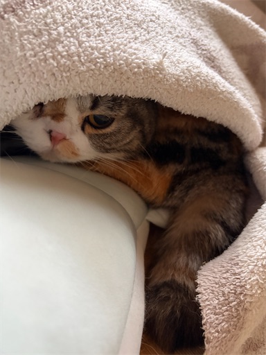 f:id:hazakura60:20260313194129j:image