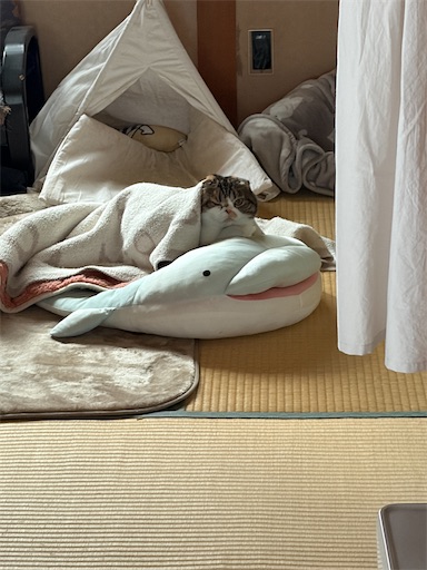 f:id:hazakura60:20260313194449j:image