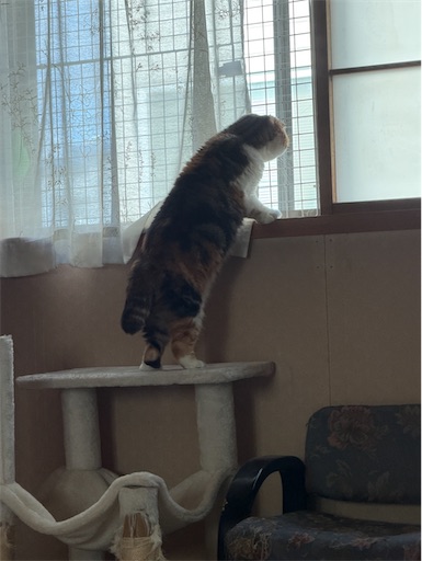 f:id:hazakura60:20260408193719j:image