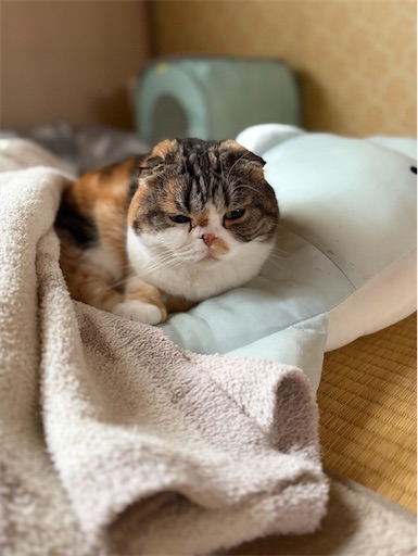 f:id:hazakura60:20260410194004j:image