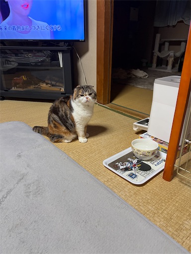 f:id:hazakura60:20260411192511j:image