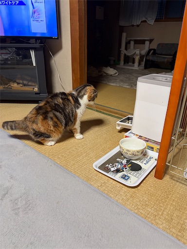 f:id:hazakura60:20260411192516j:image