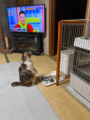f:id:hazakura60:20260424212443j:image f:id:hazakura60:20260424212443j:image