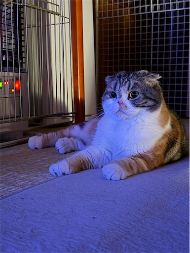 f:id:hazakura60:20260428225025j:image