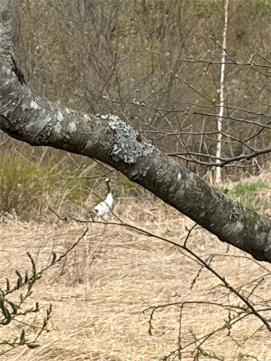 f:id:hazakura60:20260429194404j:image