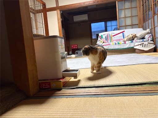 f:id:hazakura60:20260503184254j:image f:id:hazakura60:20260503184254j:image