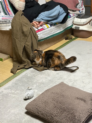 f:id:hazakura60:20260505211752j:image